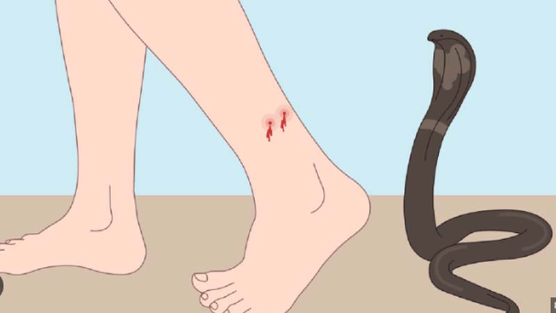 Nằm Mơ Thấy Rắn Cắn Đánh Số Gì? Giải Mã Chi Tiết Giấc Mơ 4 Chiem bao thay ran can vao chan
