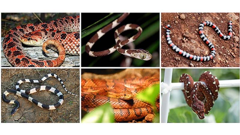 Mau sac ran can vao chan trong giac mo