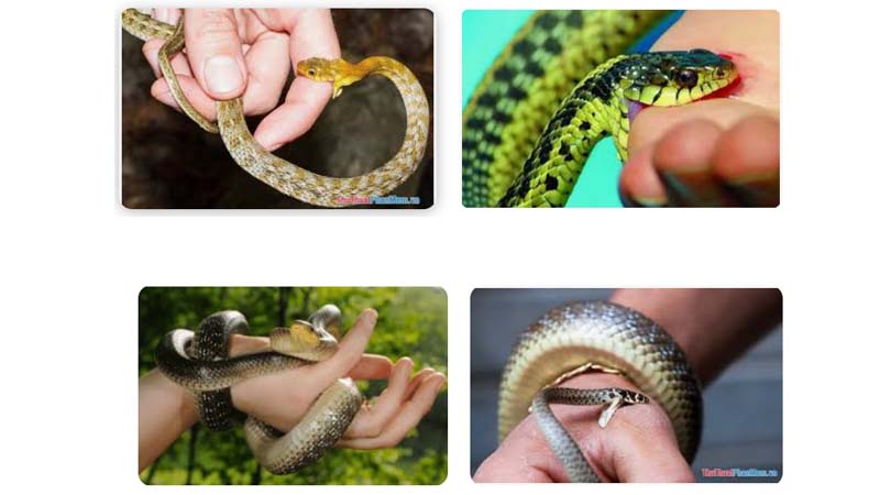 Mo thay ran can vao chan theo mau sac