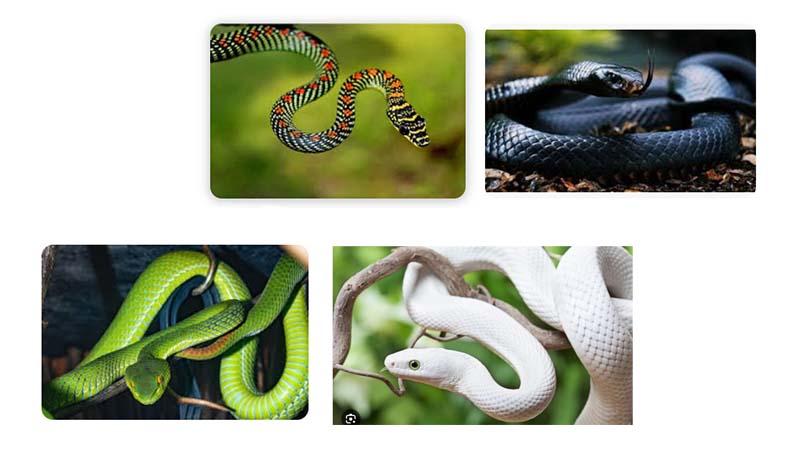 Nằm Mơ Thấy Rắn Là Điềm Gì? Giải Mã Chi Tiết Giấc Mơ Thấy Rắn 4 Mo thay ran den vang xanh trang