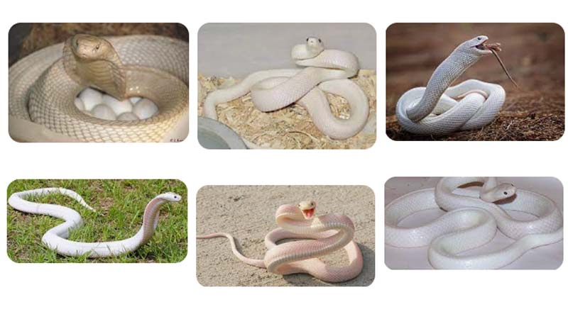 Mơ Thấy Rắn Trắng: Giải Mã Chi Tiết Giấc Mơ & Điềm Báo 1 Mo thay ran trang