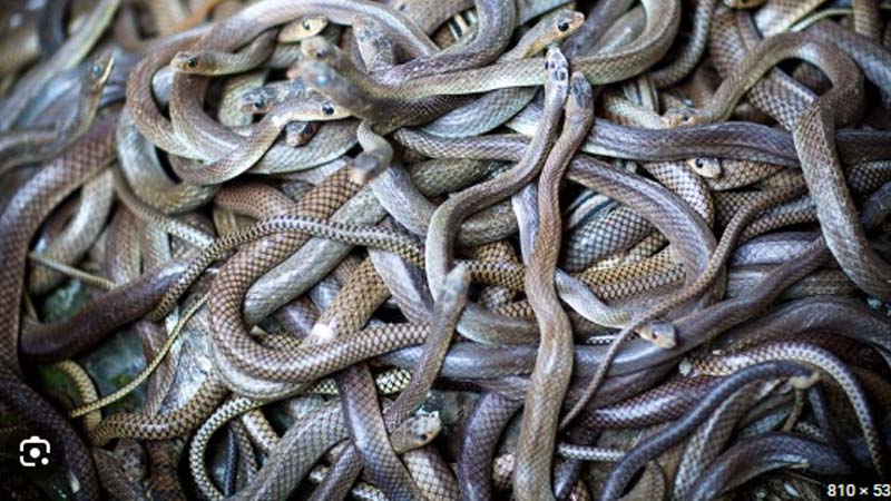 Nằm Mơ Thấy Rắn Đen Báo Hiệu Điều Gì? Giải Mã Chi Tiết 3 Nam mo thay nhieu ran den