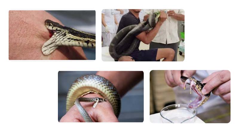 Mơ Thấy Rắn Cắn Là Điềm Gì? Giải Mã Chi Tiết Nhất 5 Nam mo thay ran can nguoi khac