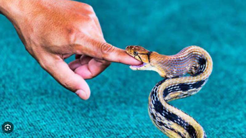 Nằm mơ thấy rắn cắn vào tay