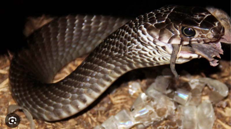 Nằm Mơ Thấy Rắn Đen Báo Hiệu Điều Gì? Giải Mã Chi Tiết 4 Nam mo thay ran den lot xac