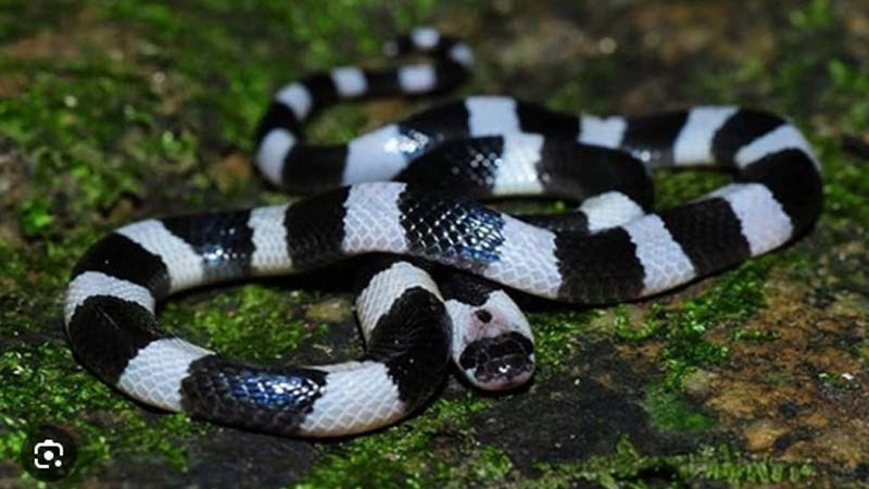 Nằm Mơ Thấy Rắn Đen Báo Hiệu Điều Gì? Giải Mã Chi Tiết 5 Nam mo thay ran den va trang