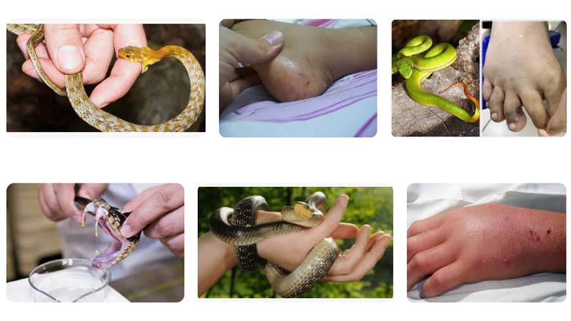 Nam mo thay ran doc can vao chan