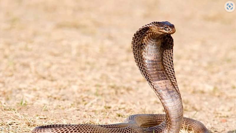 Nam mo thay ran ho mang can vao chan