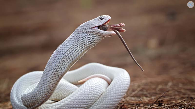 Mơ Thấy Rắn Trắng: Giải Mã Chi Tiết Giấc Mơ & Điềm Báo 3 Nam mo thay ran trang can