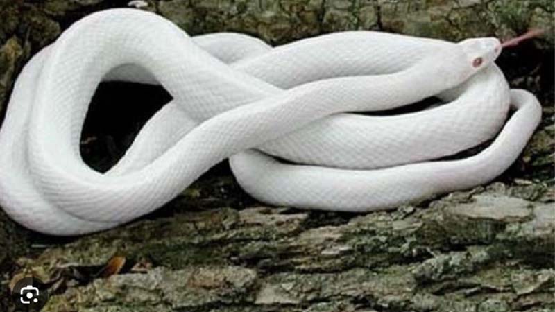 Mơ Thấy Rắn Trắng: Giải Mã Chi Tiết Giấc Mơ & Điềm Báo 2 Nam mo thay ran trang nho