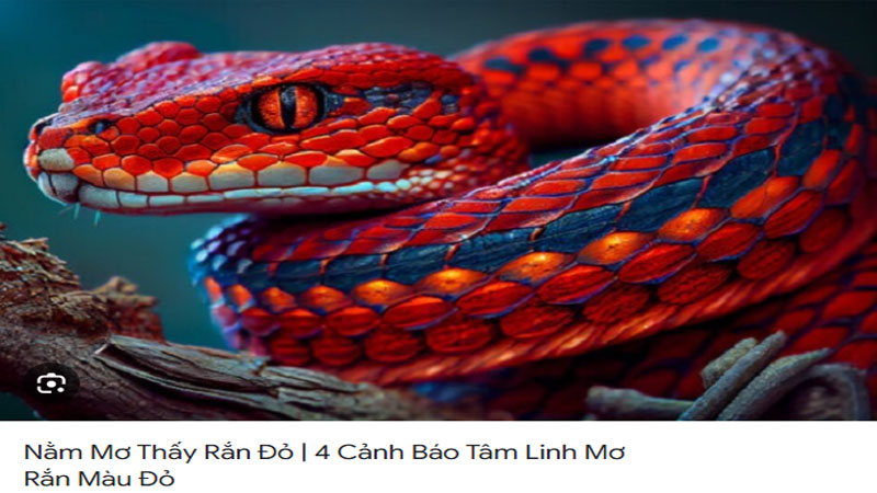 Nằm Mơ Thấy Rắn Hên Hay Xui? Giải Mã Chi Tiết Từ A-Z 4 4 cảnh báo tâm linh mơ thấy rắn đỏ