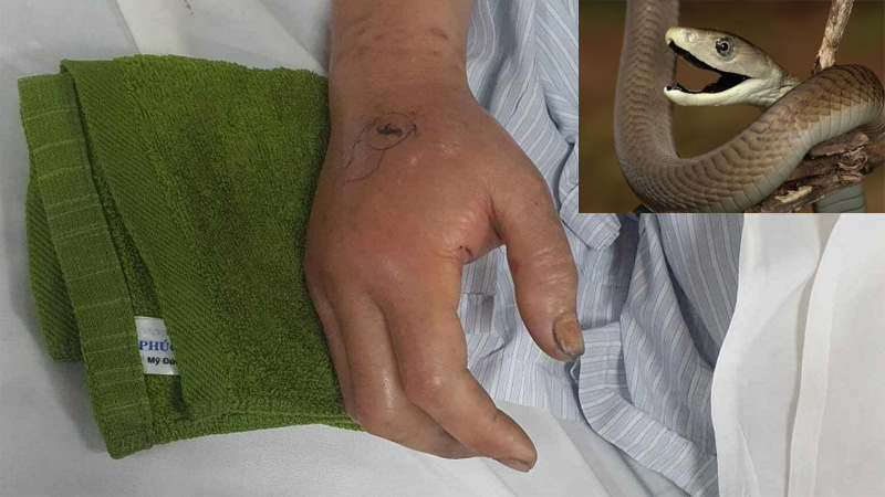 Giac mo nam mo thay ran den can vao tay