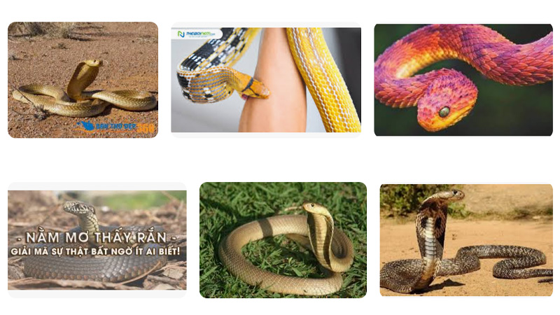 Giac mo theo hanh dong cua ran