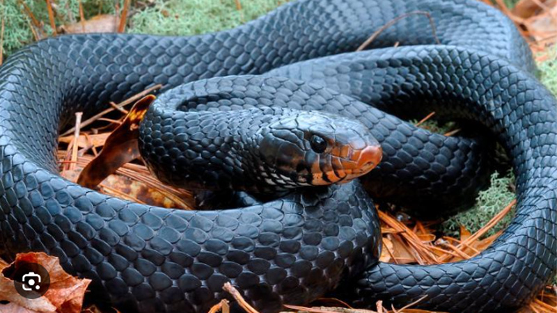 Giac mo theo mau sac cua ran