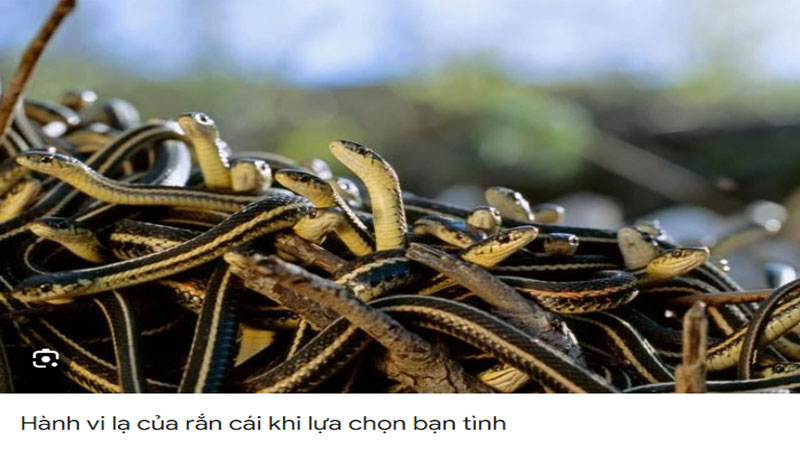 Hành động của rắn ảnh hướng tới ý nghĩa giấc mơ