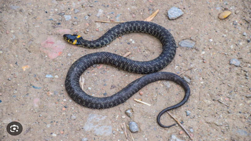 Mơ Thấy Rắn Chết Là Điềm Gì? Giải Mã Chi Tiết Nhất 7 Các khía cạnh cuộc sống liên quan mơ thấy rắn chết