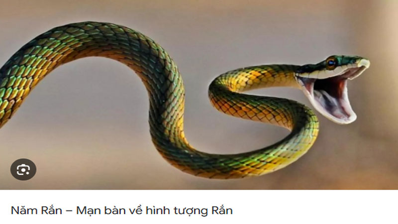 Mơ thấy 3 con rắn