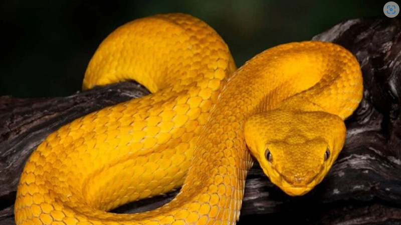 Mơ Thấy Rắn Vàng: Giải Mã Chi Tiết Và Điềm Báo May Mắn 5 Mo thay bi ran vang duoi