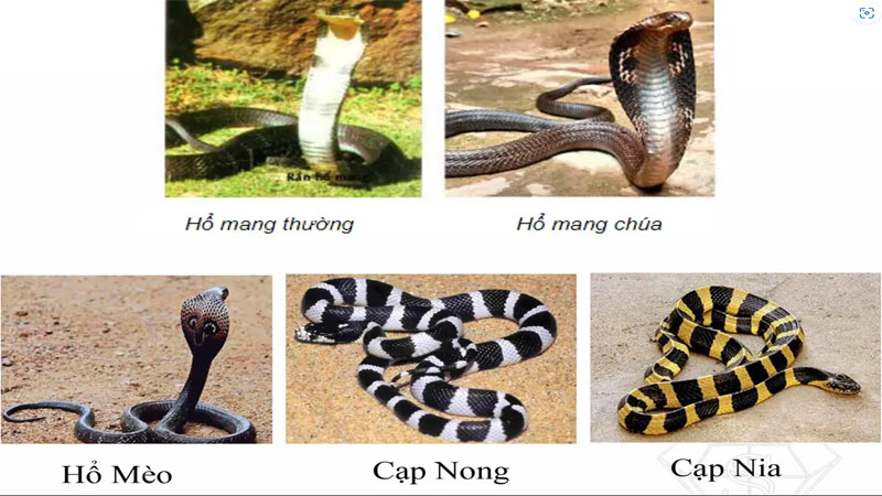 Mơ thấy các loại rắn khác nhau bị giết