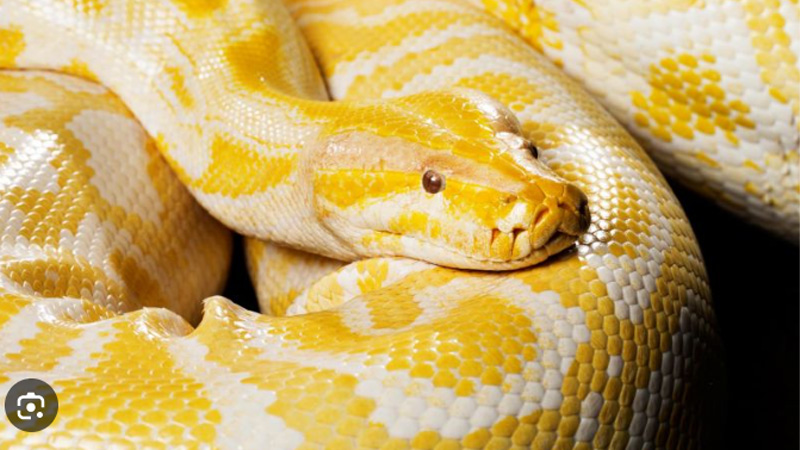 Mơ Thấy Rắn Vàng: Giải Mã Chi Tiết Và Điềm Báo May Mắn 4 Mo thay hai con ran vang