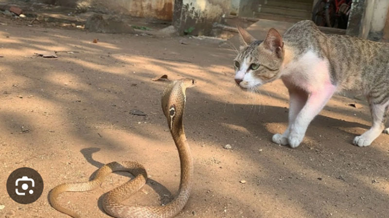 Mơ Thấy Giết Rắn: Giải Mã Chi Tiết Điềm Báo, Tốt Hay Xấu? 6 Mo thay meo giet ran