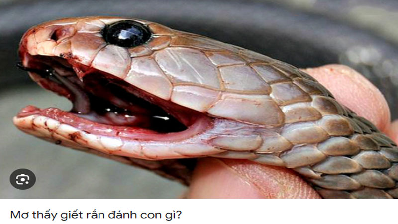 Mơ thấy người khác giết rắn đánh con gì