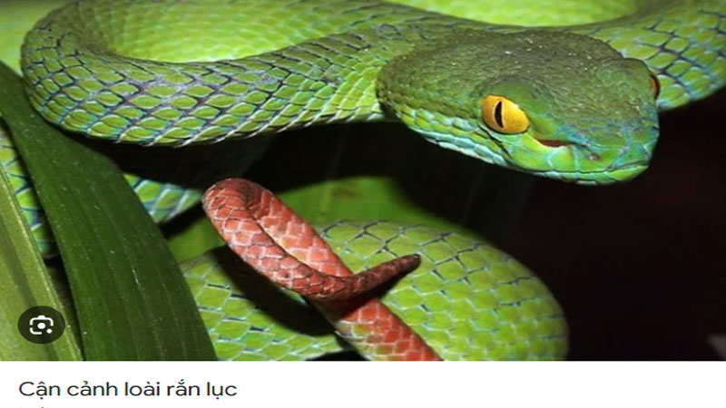 Mơ thấy người khác giết rắn lục