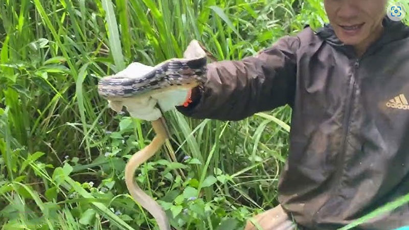 Mơ thấy người khác giết rắn