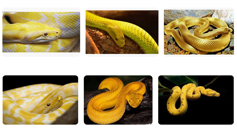 Mơ Thấy Rắn Vàng: Giải Mã Chi Tiết Và Điềm Báo May Mắn 2 Mo thay nhieu ran vang