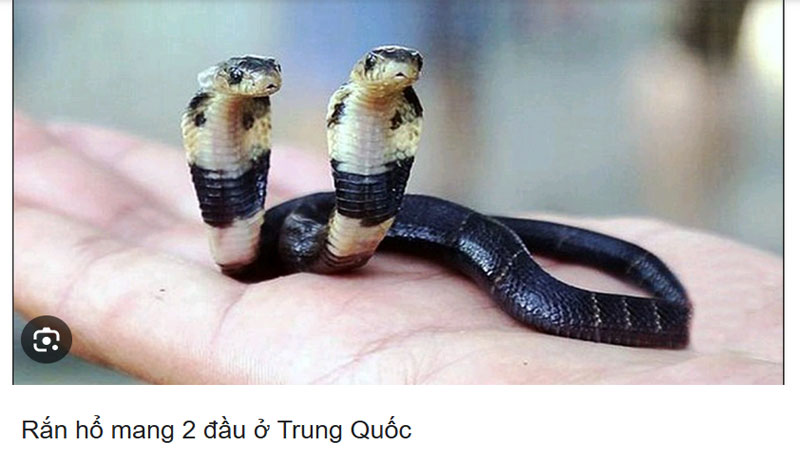 Mơ thấy rắn 2 đầu màu đen