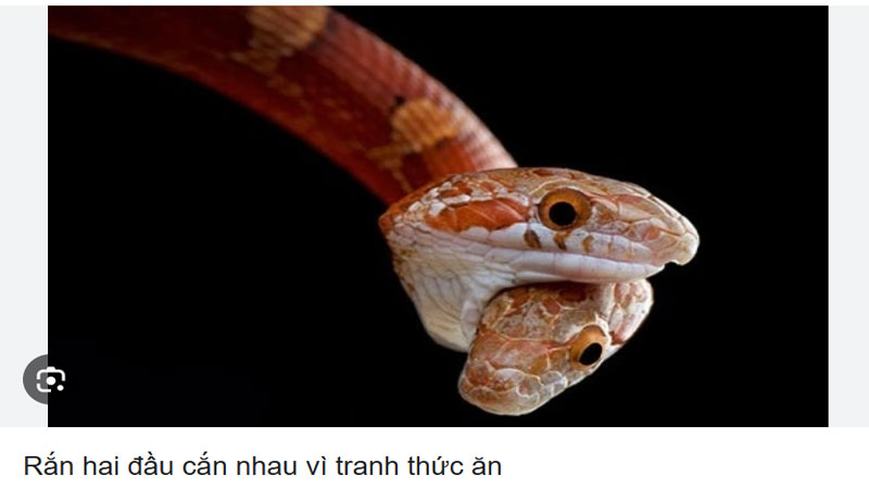 Mơ thấy rắn 2 đầu