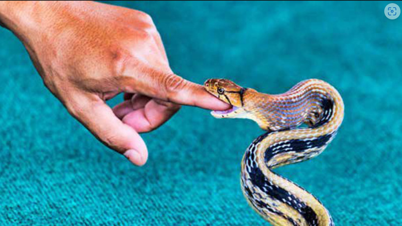 Nằm Mơ Thấy Rắn Cắn Vào Tay Đánh Số Gì? Giải Mã Chi Tiết 3 Mo thay ran can vao tay nhung khong chay mau