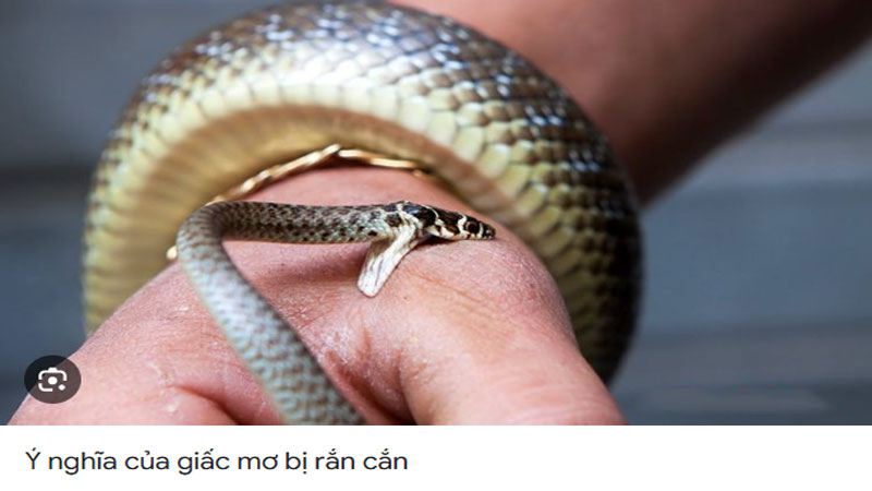 Nằm Mơ Thấy Rắn Hên Hay Xui? Giải Mã Chi Tiết Từ A-Z 5 Mơ thấy rấn cắn
