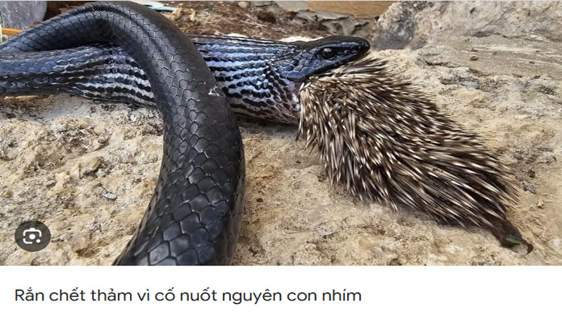 Mơ Thấy Rắn Chết Là Điềm Gì? Giải Mã Chi Tiết Nhất 1 Mơ thấy rắn chết