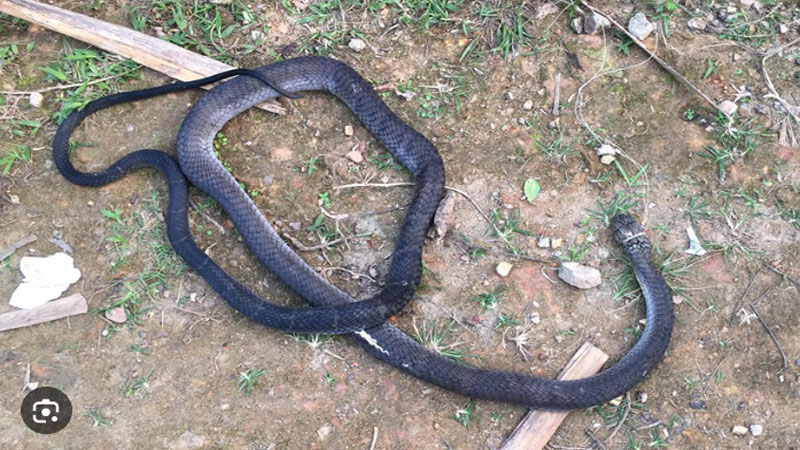 Mơ Thấy Rắn Chết Là Điềm Gì? Giải Mã Chi Tiết Nhất 2 Mơ tháy rắn đen chết