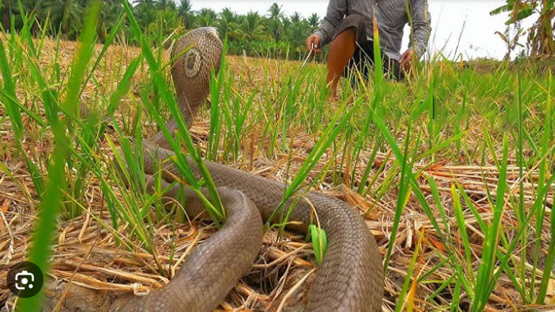 Mơ thấy rắn đuổi đánh đề con gì