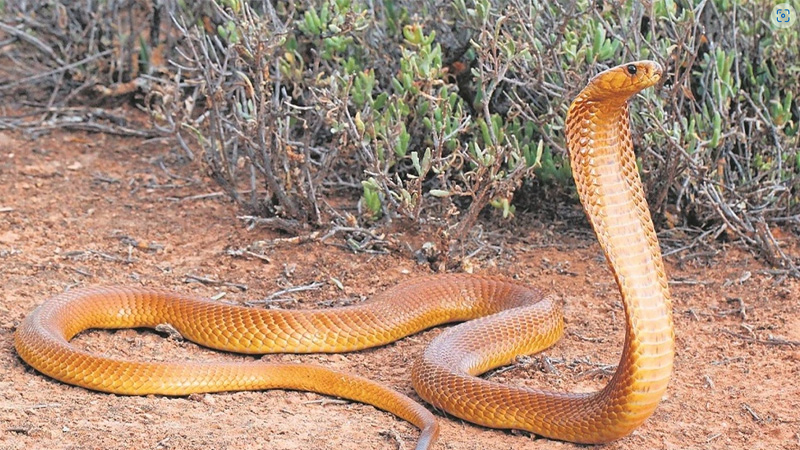 Mơ Thấy Rắn Vàng: Giải Mã Chi Tiết Và Điềm Báo May Mắn 8 Mo thay ran ho mang vang