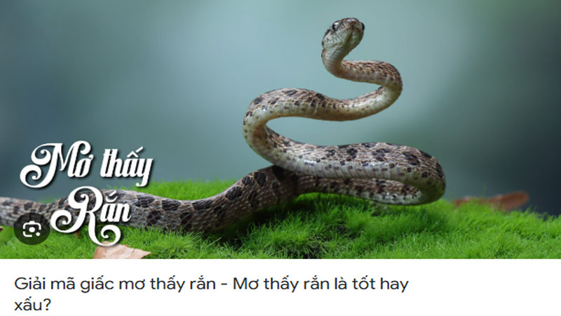 Nằm Mơ Thấy Rắn Hên Hay Xui? Giải Mã Chi Tiết Từ A-Z 7 Mơ thấy rắn là tốt hay xấu