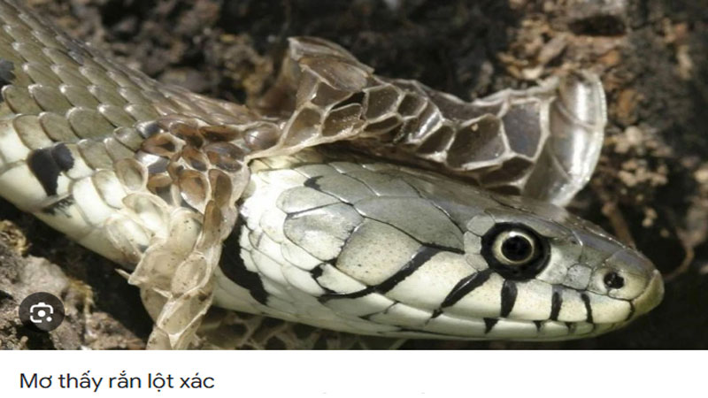 Nằm Mơ Thấy Rắn Hên Hay Xui? Giải Mã Chi Tiết Từ A-Z 6 Mơ thấy rắn lột da