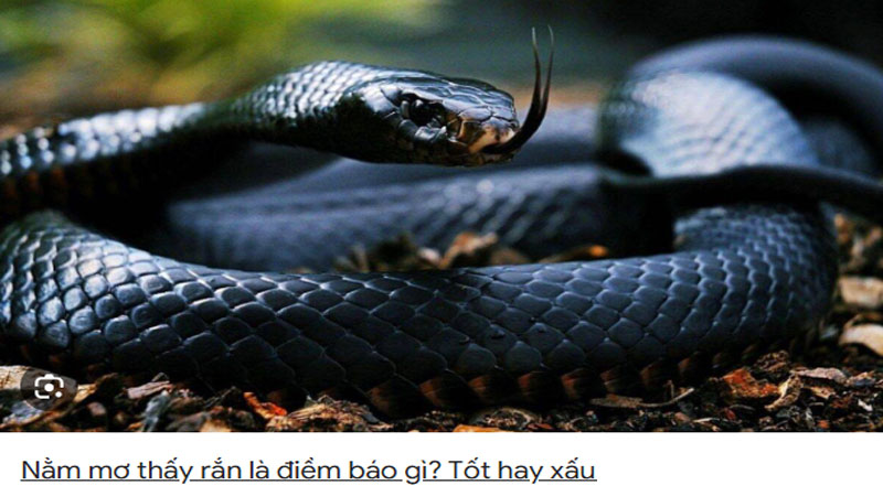 Nằm Mơ Thấy Rắn Hên Hay Xui? Giải Mã Chi Tiết Từ A-Z 3 Mơ thấy rắn màu đen