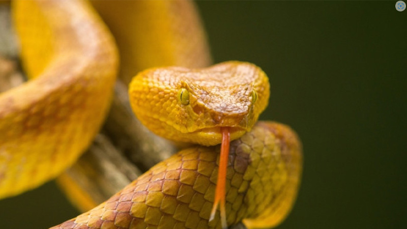 Mơ Thấy Rắn Vàng: Giải Mã Chi Tiết Và Điềm Báo May Mắn 6 Mo thay ran vang bo tren cay