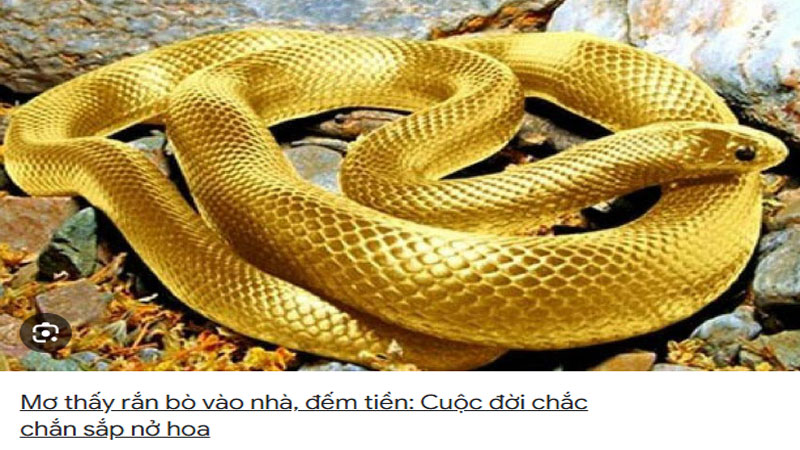 Mơ thấy rắn vàng bò vào nhà