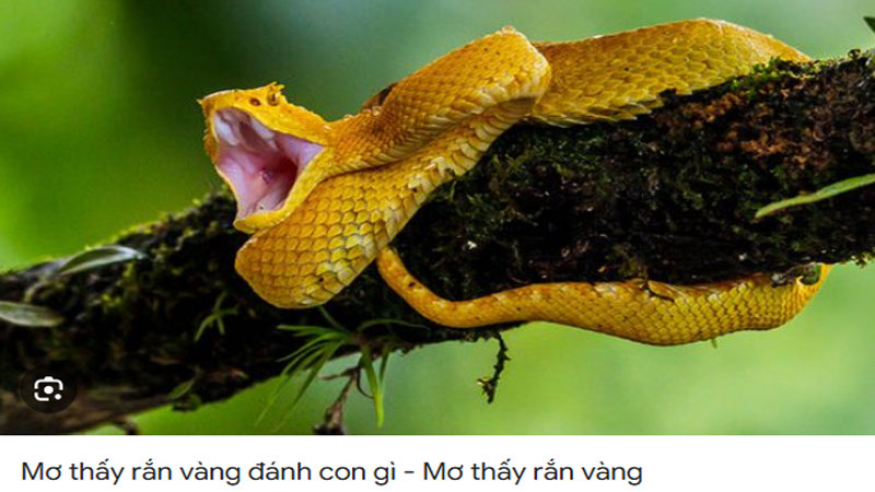 Mơ thấy rắn vàng cắn