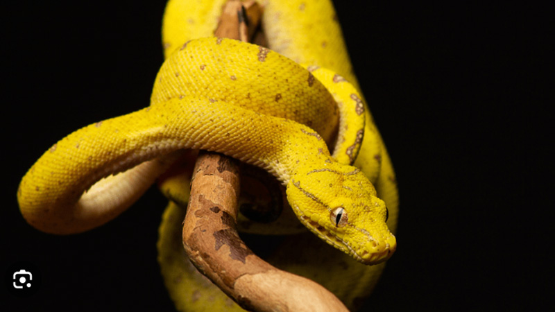 Mơ Thấy Rắn Vàng: Giải Mã Chi Tiết Và Điềm Báo May Mắn 7 Mo thay ran vang dang san moi