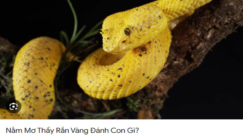 Mơ thấy rắn vàng đánh con gì