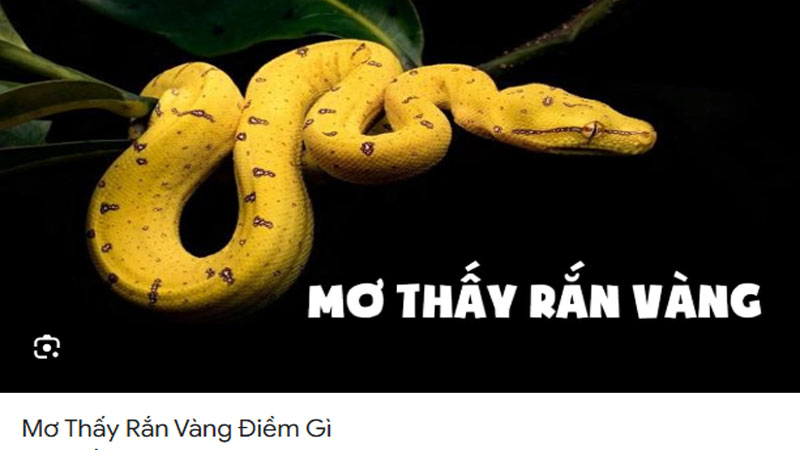 Nằm Mơ Thấy Rắn Hên Hay Xui? Giải Mã Chi Tiết Từ A-Z 2 Mơ thấy rắn vàng điềm gì