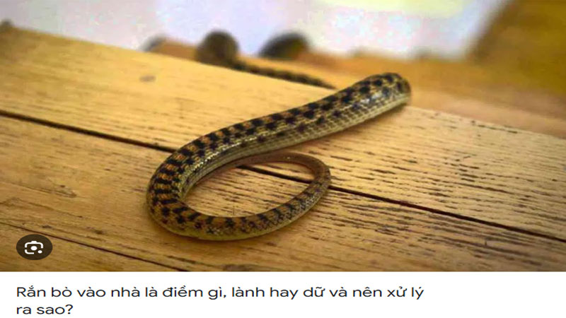 Mơ thấy rấn vào nhà