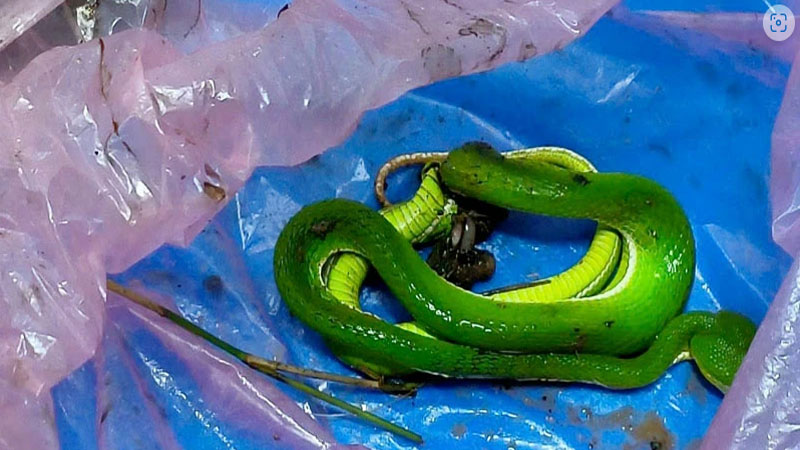 Mơ Thấy Rắn Chết Là Điềm Gì? Giải Mã Chi Tiết Nhất 3 Mơ thấy rắn xanh chết