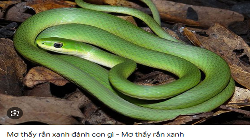 Mơ thấy rắn xanh đánh con gì