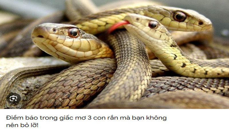 Nằm mơ thấy 3 con rắn